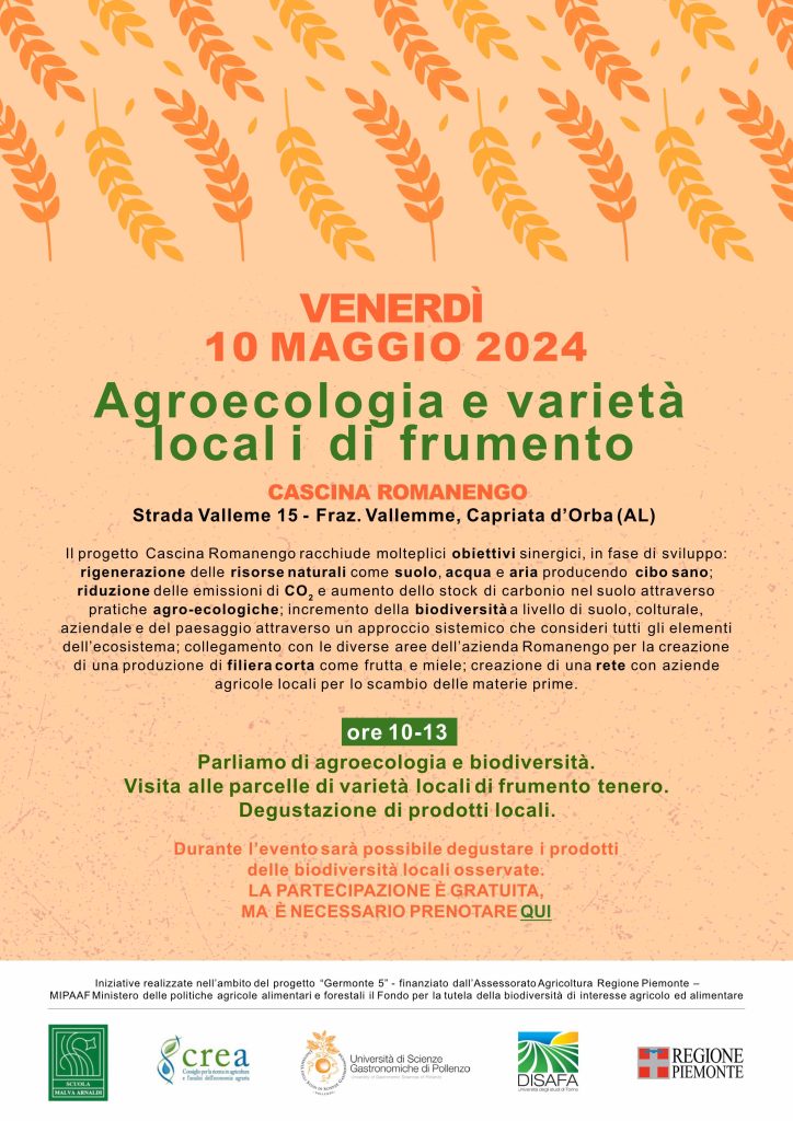 6 frumento