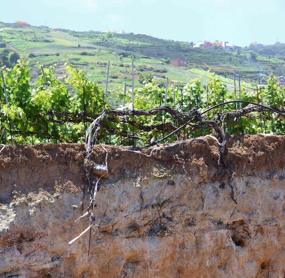 blogging_wine_tour_canary_islands_decesare_unisg_pollenzo-1