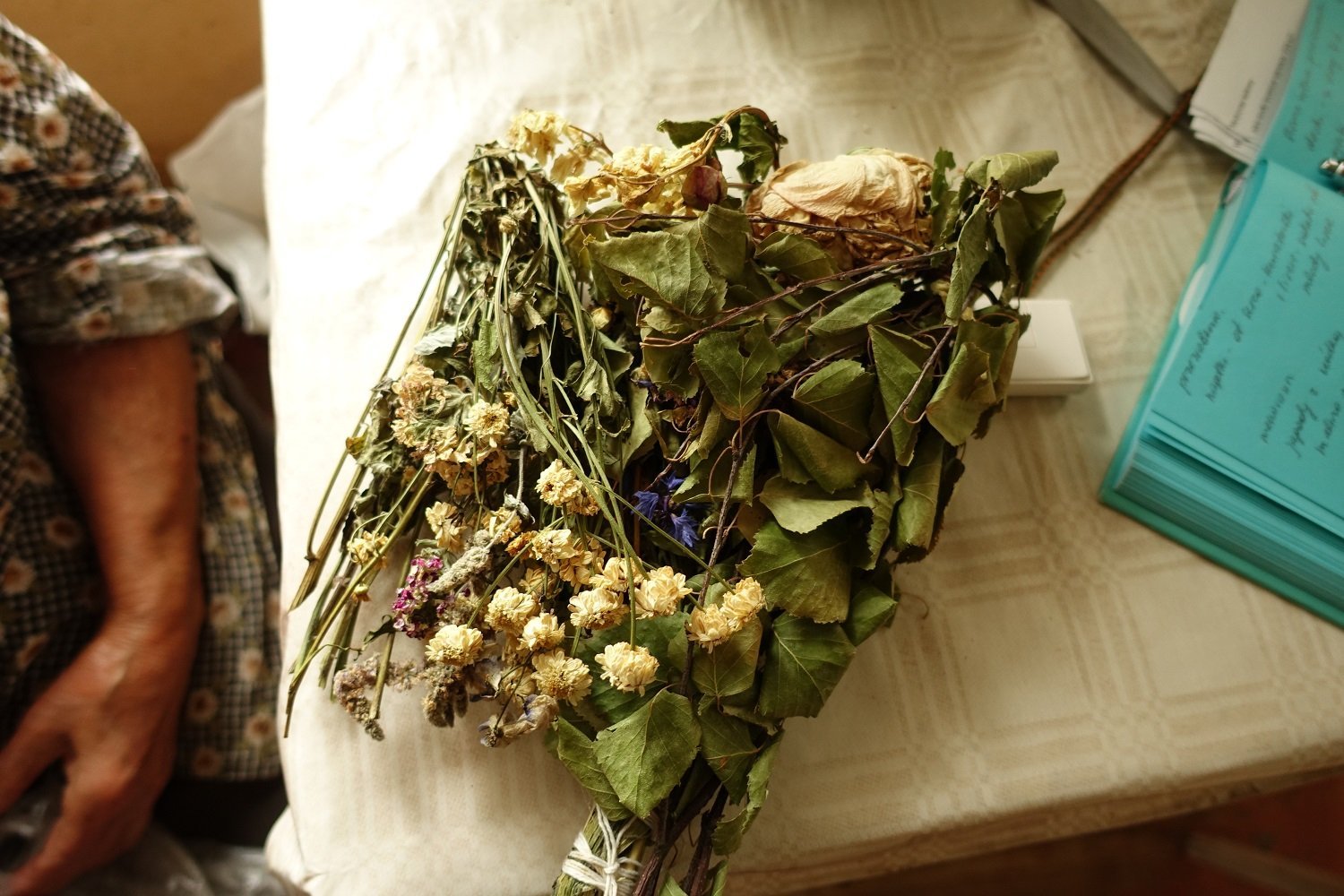 DiGe - Ethnobotany of divided generations in the context of centralization