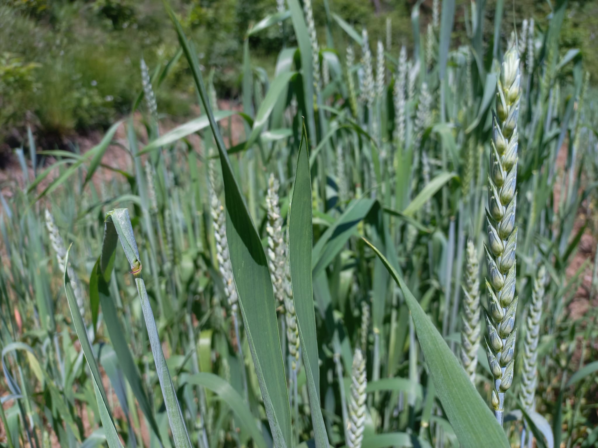 Una manciata di grano