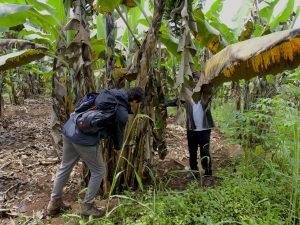 Smallholder farmers’ perception of pest management and the agroecological approach on banana weevil, cosmopolites sordidus, in Mukono district, Uganda