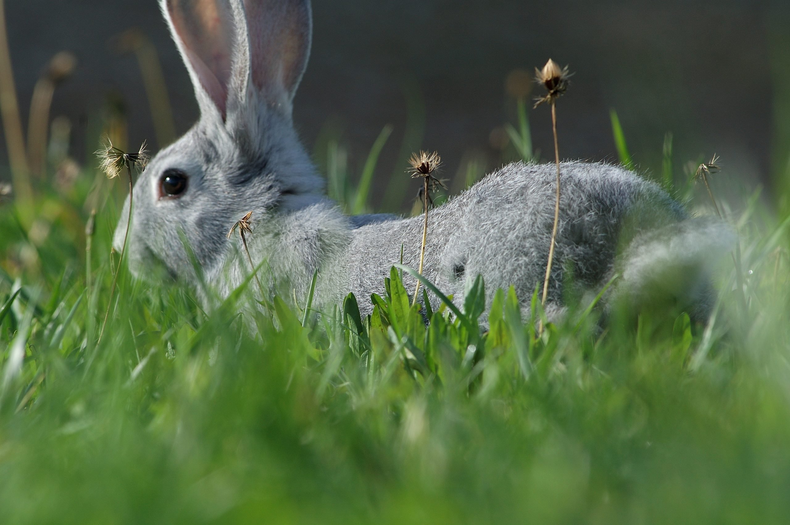 Germonte 6 – Valorizzazione della biodiversità zootecnica del Piemonte attraverso la divulgazione