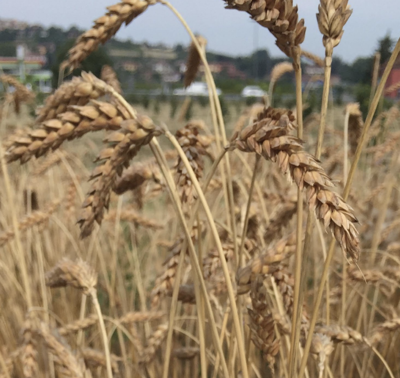 Festa per la "Giornata Nazionale della Biodiversità di Interesse Agricolo e Alimentare della Regione Piemonte"