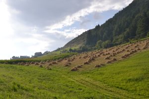 Trentino
