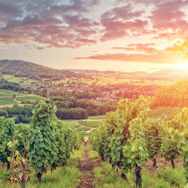 Wine and Vineyards of Burgundy