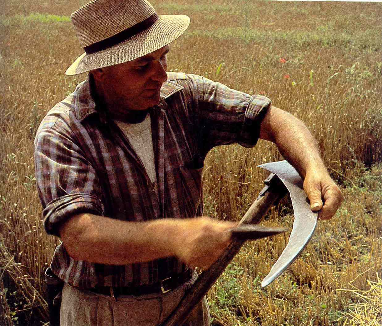 La falce: antichi ritmi per una nuova agricoltura