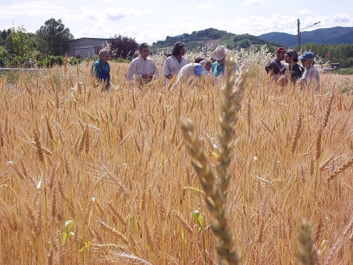 GERMonte - Recupero, caratterizzazione e conservazione ex-situ del Germoplasma di specie e varietà cerealicole locali del Piemonte