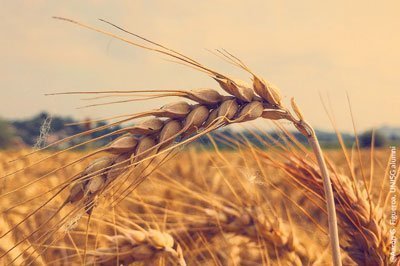Vecchie e nuove varietà di frumento.  Incontri in campo.
