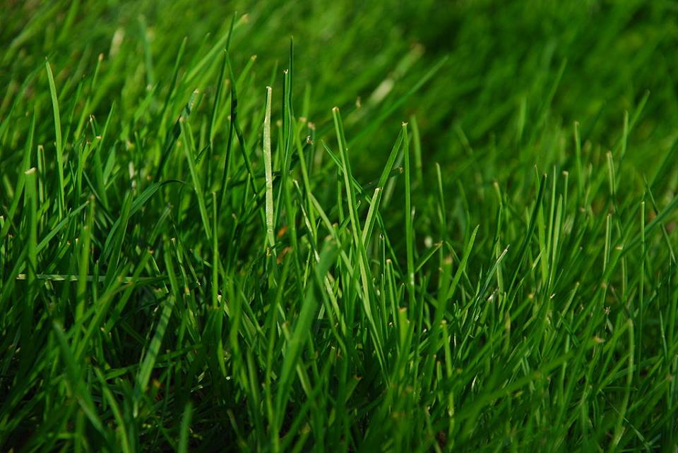 GLN - Green Learning Network