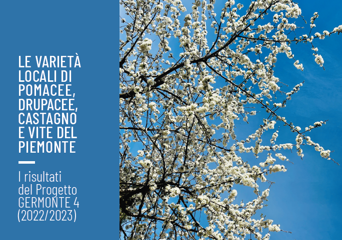 immagine 2023 05 17 113219