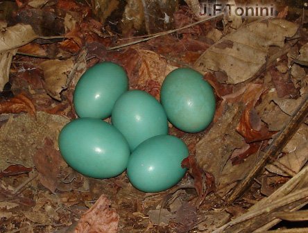 macuco_eggs