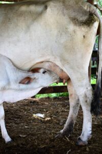 Milk, Body, Woman, Nature: Un-earthing the Roots of Agri-Culture