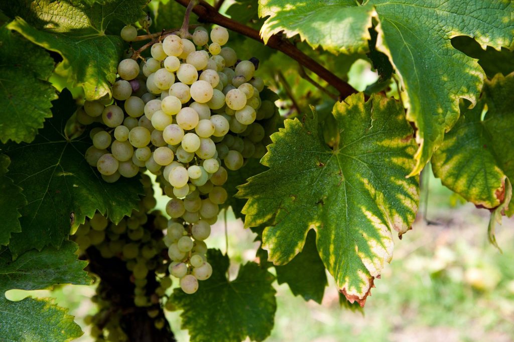 prosecco