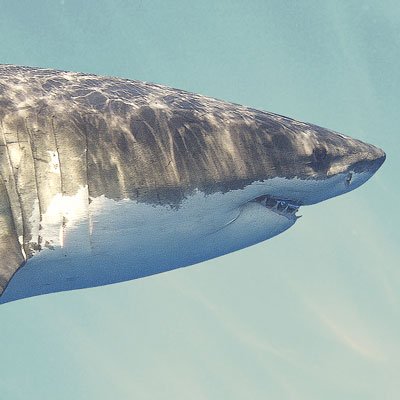 eating shark