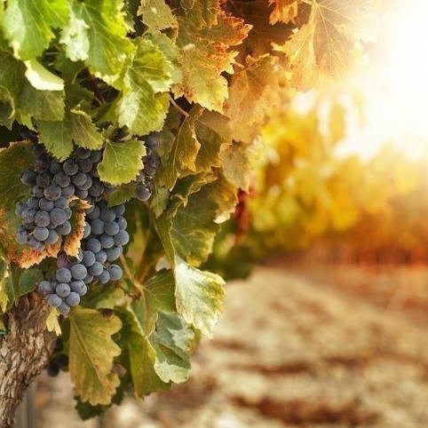 vino vegano