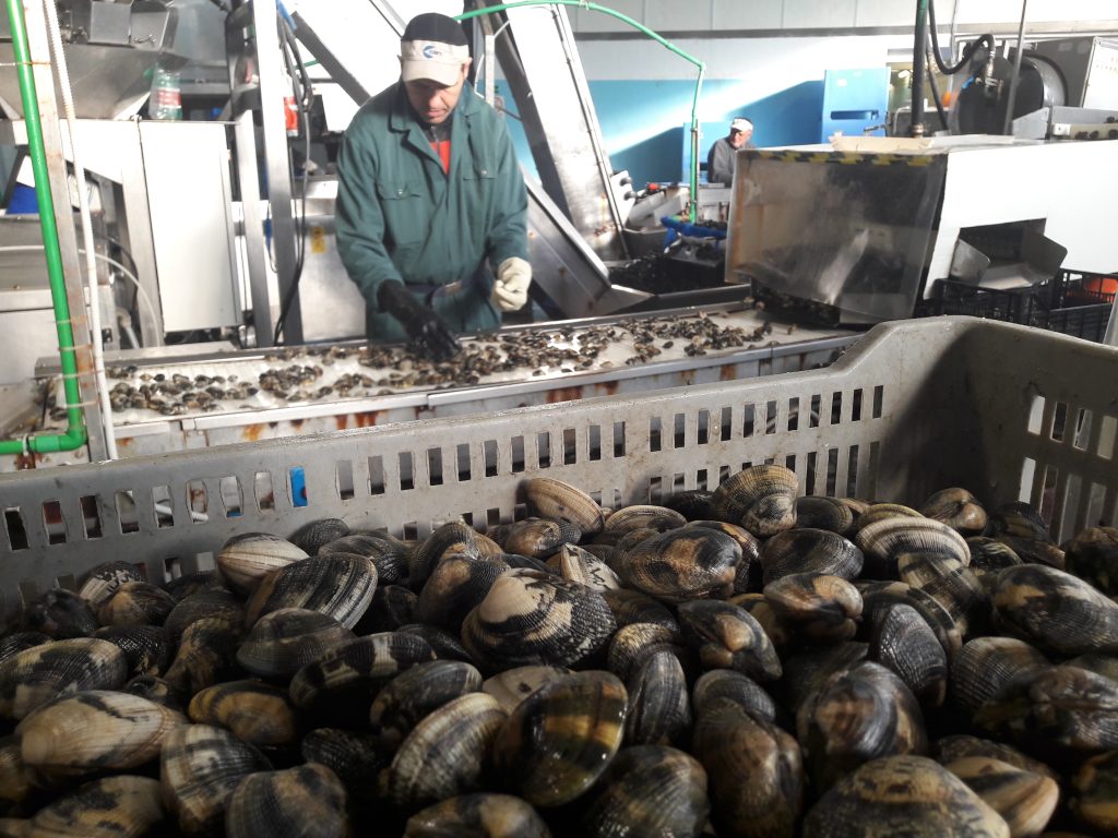 vongole-in-confezionamento