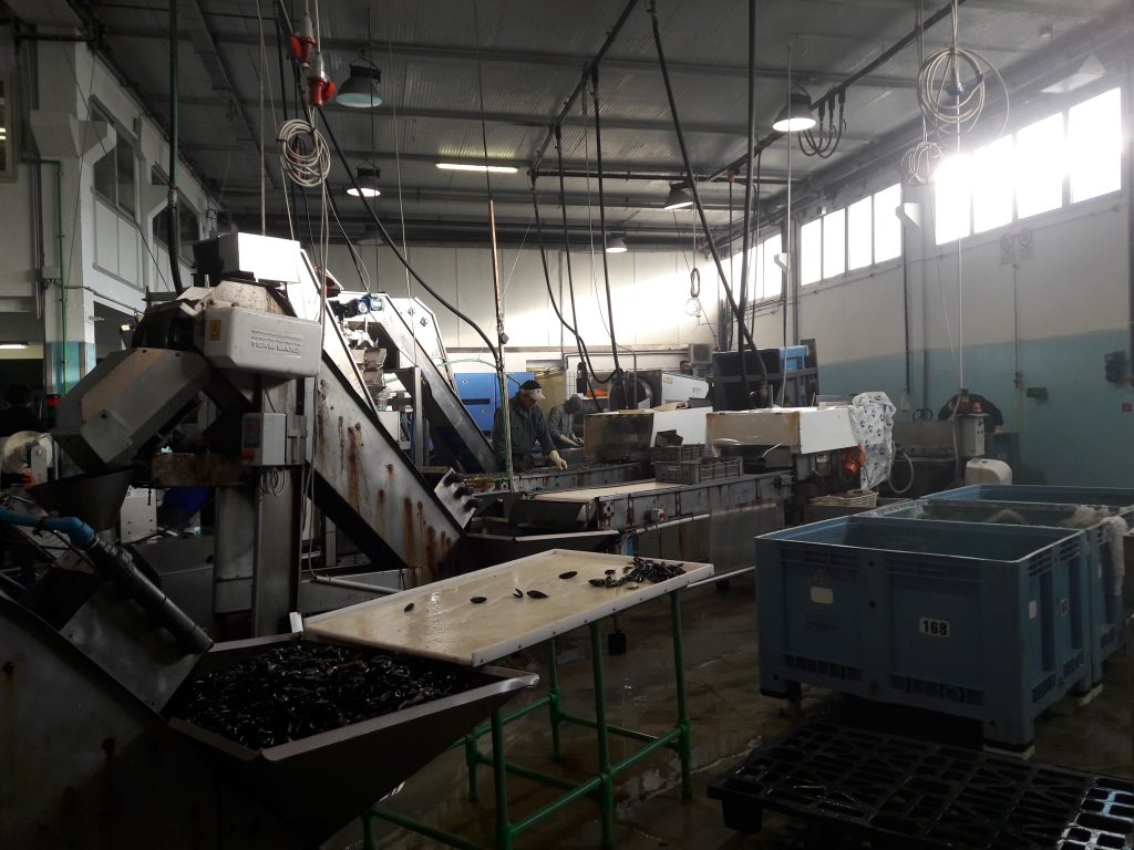 vongole_chioggia_unisg_pesce