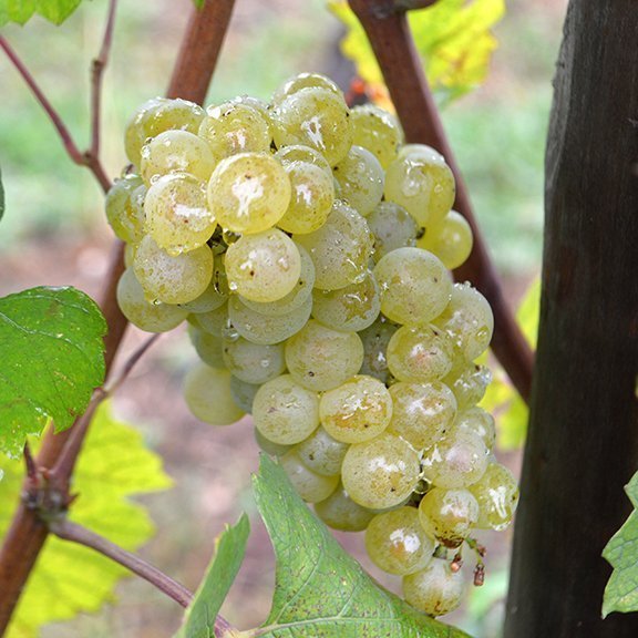 wine blogging